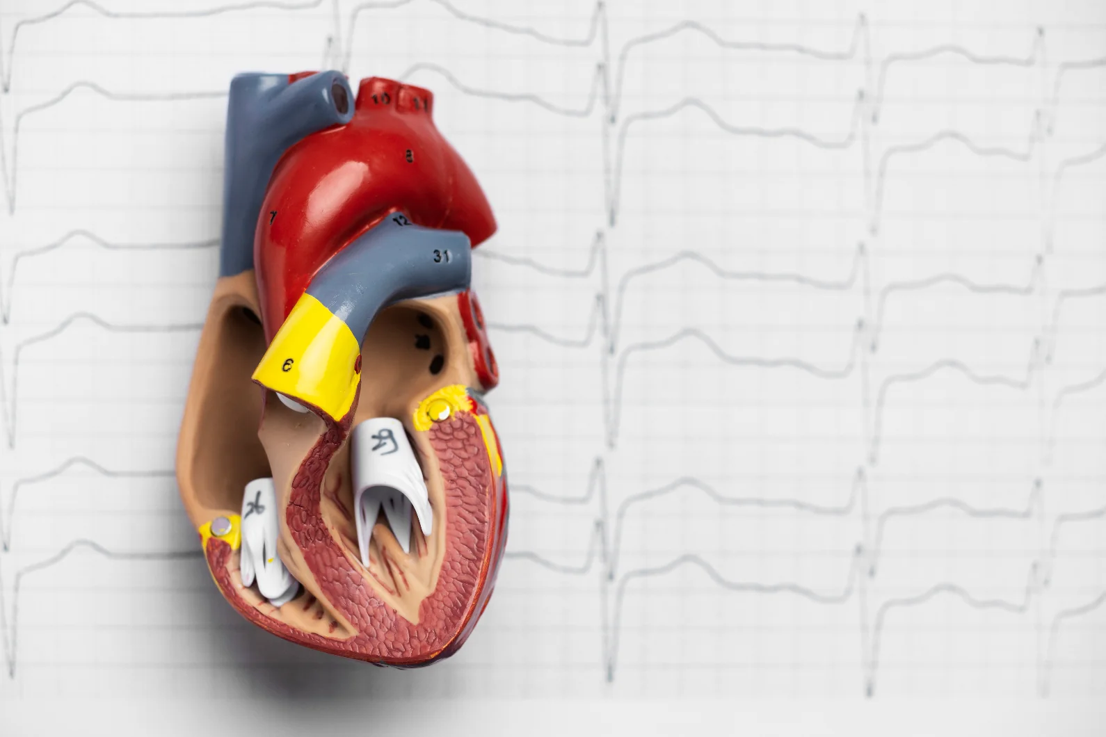view anatomic heart model educational purpose